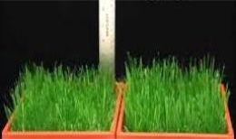 植物生產(chǎn)調(diào)節(jié)劑