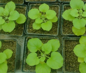 植物轉基因